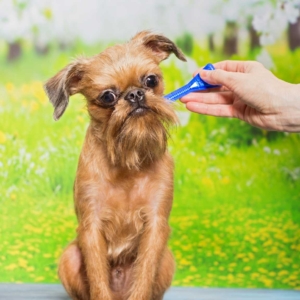 Antiparassitario per cani